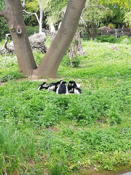 Zoo Praha